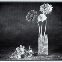 Flowers on the Rocks flowers in black & white