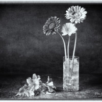 Flowers on the Rocks flowers in black & white