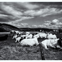 Landscape Belgium Landschap in zwart-wit