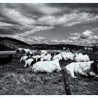 Landscape Belgium Landschap in zwart-wit